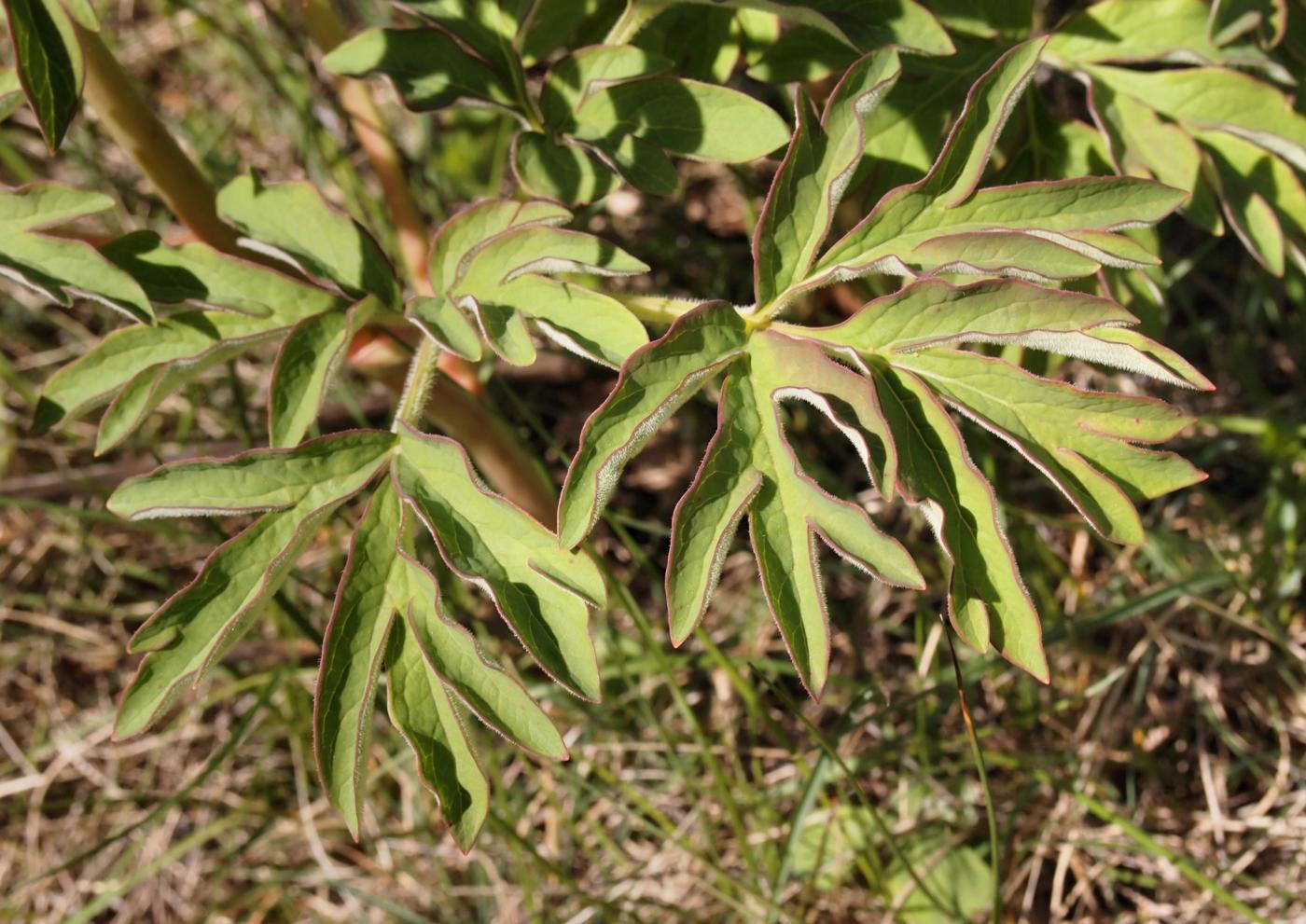 Paeony, Common leaf